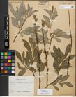 Foto von Salix myrsinifolia Salisb.